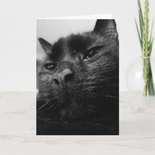 Svart kattkort kort