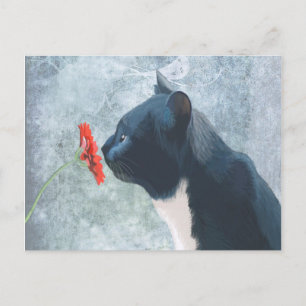Svart kattlöss vykort