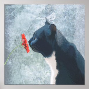 Svart kattlövblomma poster