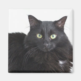 Svart kattmagnet magnet