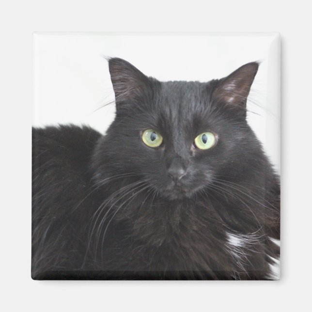 Svart kattmagnet magnet (Framsidan)