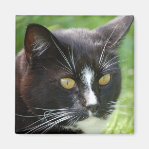 Svart kattmagnet magnet