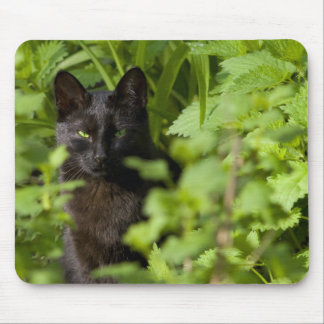 Svart kattmousepad musmatta