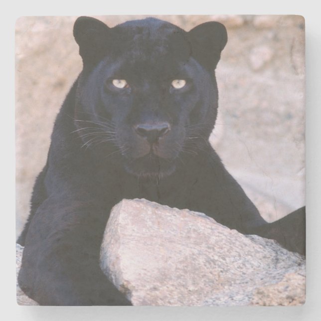 Svart kattstenkustfartyg underlägg sten (Framsidan)