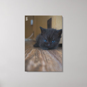 Svart kattunge canvastryck