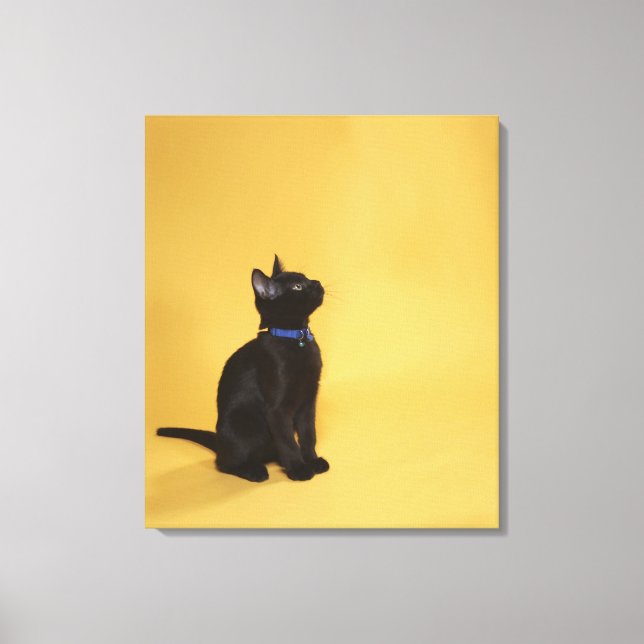 Svart kattunge i collar canvastryck (Framsida)