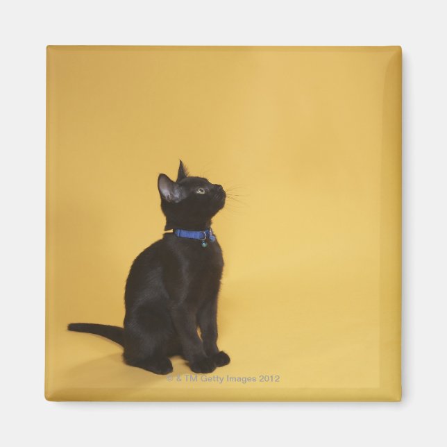Svart kattunge i collar magnet (Framsidan)