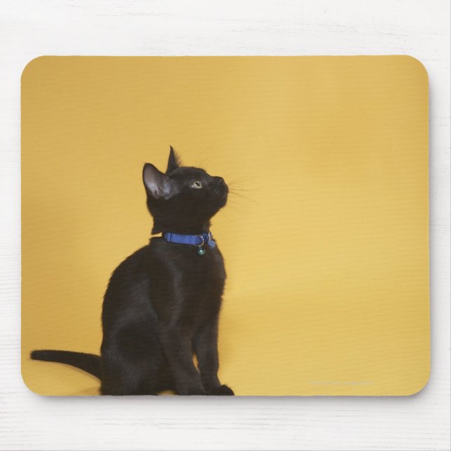 Svart kattunge i collar musmatta (Framsidan)