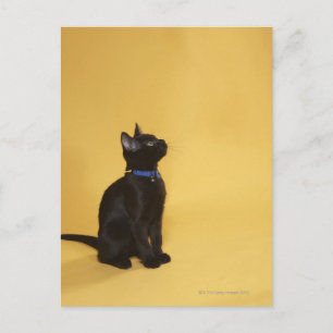 Svart kattunge i collar vykort