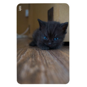 Svart kattunge magnet