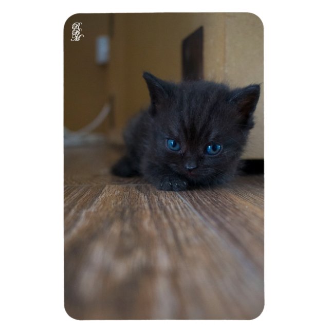 Svart kattunge magnet (Vertikal)