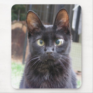 Svart kattunge musmatta