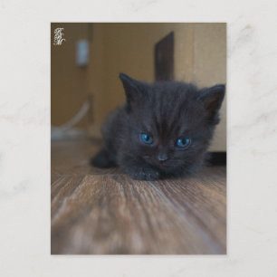 Svart kattunge vykort