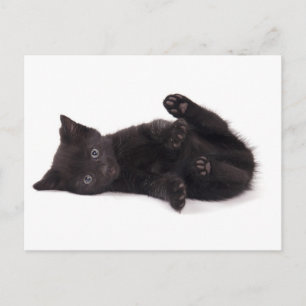 svart kattunge vykort