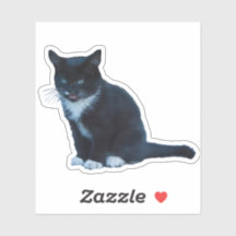 Svart kitten Tuxedo sitta