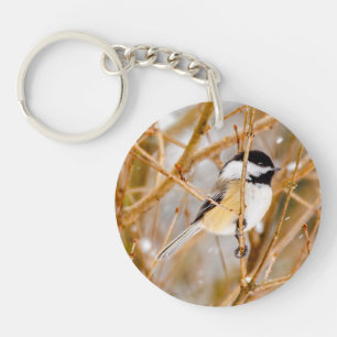 Svart-klädd chickadee - originalfoto