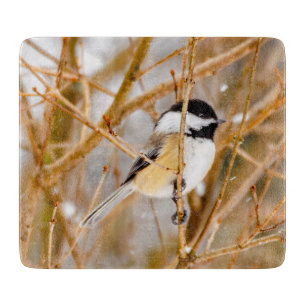 Svart-klädd chickadee - originalfoto