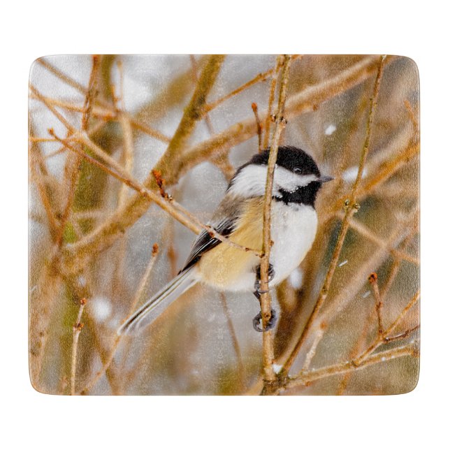 Svart-klädd chickadee - originalfoto (Framsidan)
