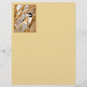 Svart-klädd chickadee - originalfoto