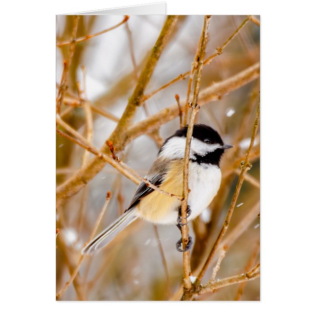 Svart-klädd chickadee - originalfoto hälsningskort (Framsidan)