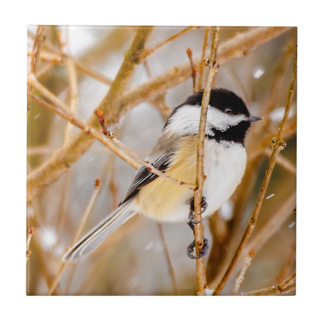 Svart-klädd chickadee - originalfoto kakelplatta (Framsidan)