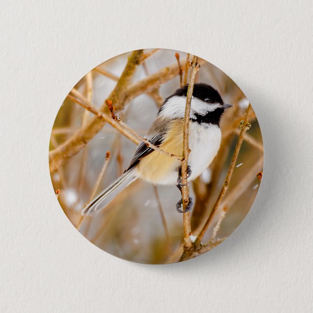 Svart-klädd chickadee - originalfoto knapp (Framsida)
