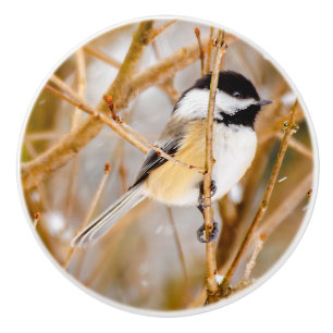 Svart-klädd chickadee - originalfoto knopp