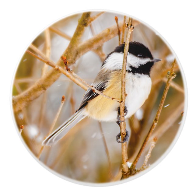 Svart-klädd chickadee - originalfoto knopp (Framsidan)