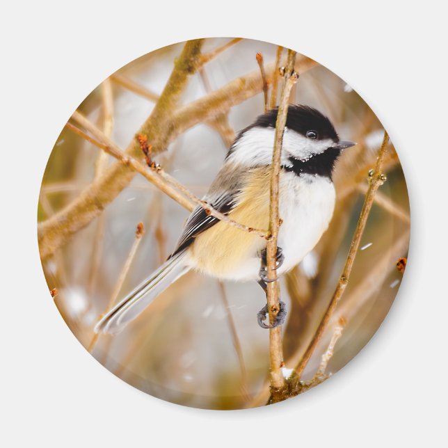 Svart-klädd chickadee - originalfoto magnet (Framsidan)