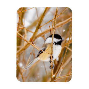 Svart-klädd chickadee - originalfoto magnet