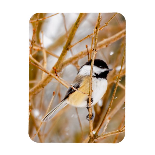 Svart-klädd chickadee - originalfoto magnet (Vertikal)