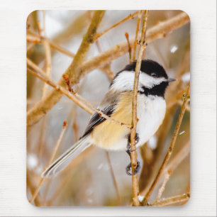 Svart-klädd chickadee - originalfoto musmatta