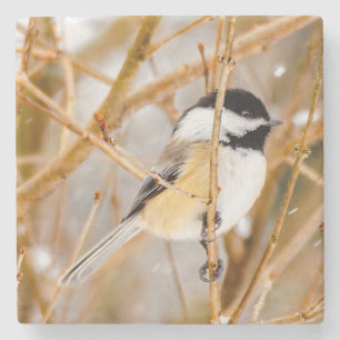 Svart-klädd chickadee - originalfoto stenunderlägg