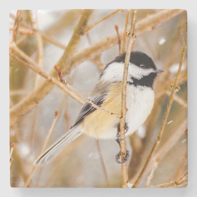 Svart-klädd chickadee - originalfoto stenunderlägg (Framsidan)