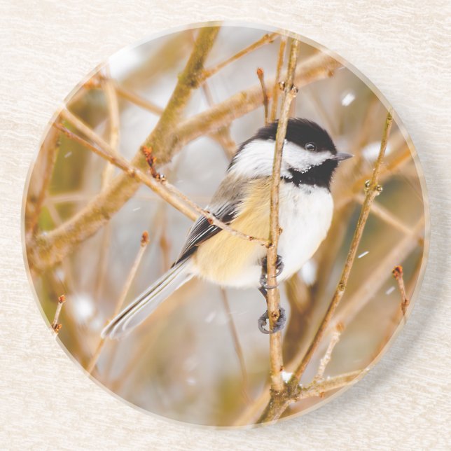 Svart-klädd chickadee - originalfoto underlägg (Framsidan)