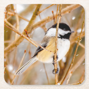 Svart-klädd chickadee - originalfoto underlägg papper kvadrat