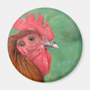 Svart koppar Maran Tupp Magnet