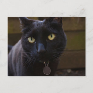 Svart kort