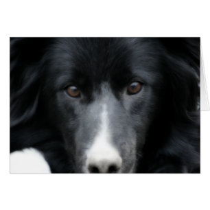 Svart kort för hund för gränsCollieansikte