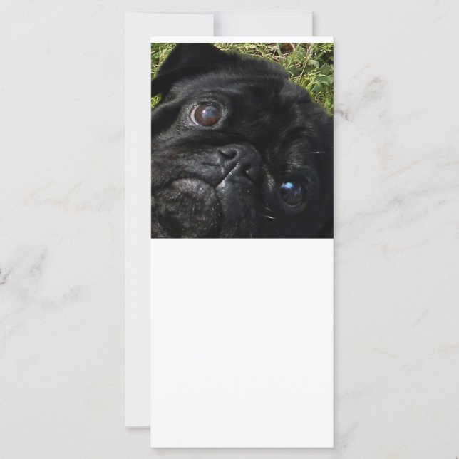 svart korthårig pug hund (Framsida)