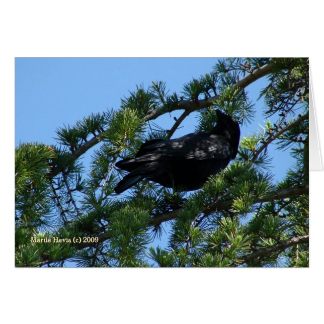 Svart Kråka (1a) - Anpassade OBS Kort (Framsidan Horizontal)