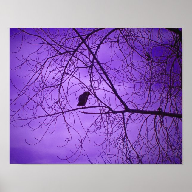 Svart kråka lila himmel poster (Framsidan)