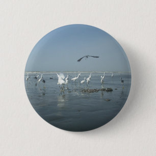 Svart Kråka och vita tranor: ett naturkontrast Knapp