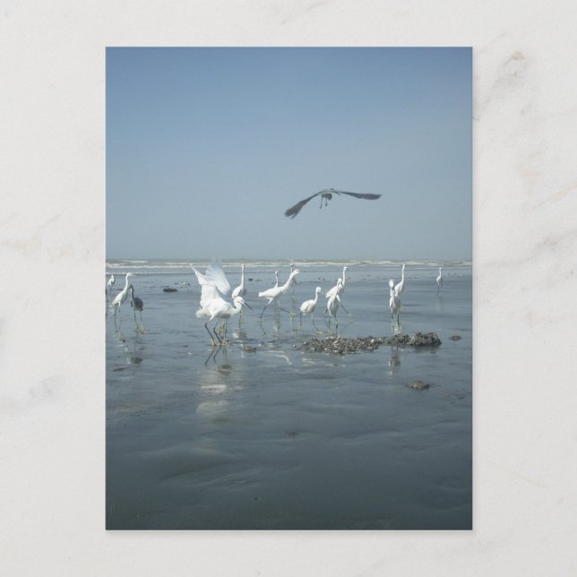 Svart Kråka och vita tranor: ett naturkontrast Vykort (Framsida)