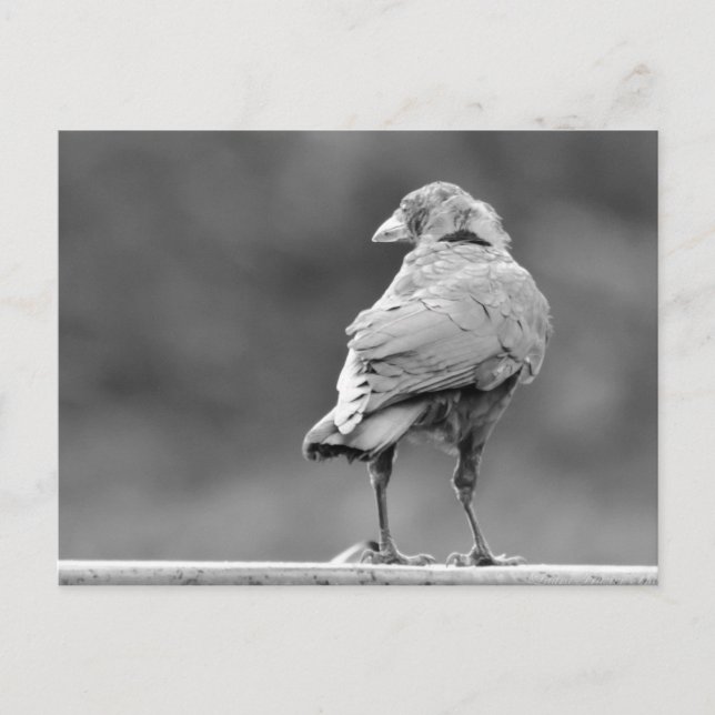 Svart Kråka Vykort (Framsida)