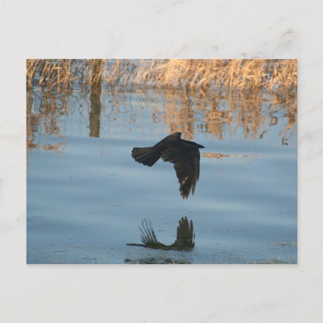 Svart Kråka Vykort (Framsida)