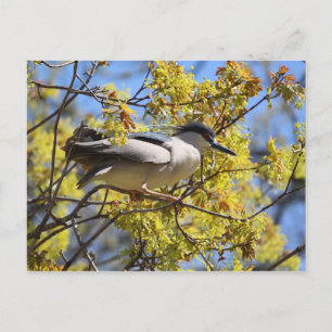 Svart krökt nattsnack Heron-vykort Vykort