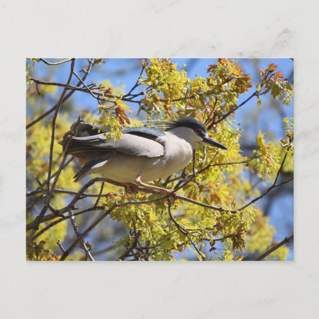 Svart krökt nattsnack Heron-vykort Vykort (Framsida)