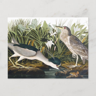 Svart kronad Natt-Heron av John James Audubon Po Vykort