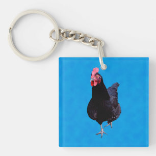 Svart kyckling på fläckig blå bakgrund.